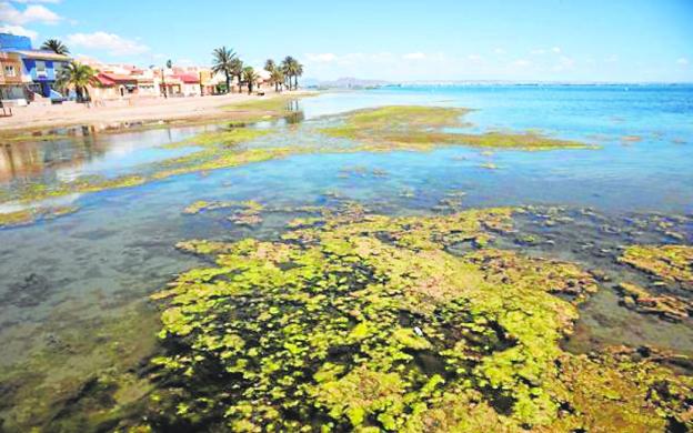 The Mar Menor in the Los Urrutias area, in an image taken at the end of May. 