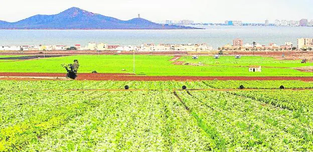 Crops in the Campo de Cartagena, with the Mar Menor in the background, in a file image. 