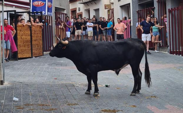 One of the cattle that participated in the seventh bull run of the Moratalla festivities.