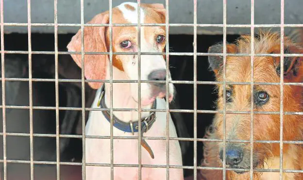Two abandoned dogs that were found yesterday in the Animal Protection Center of the City of Murcia. 