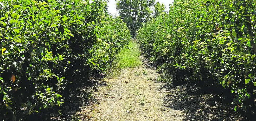 Prueban con éxito nuevas variedades de manzano para el Noroeste
