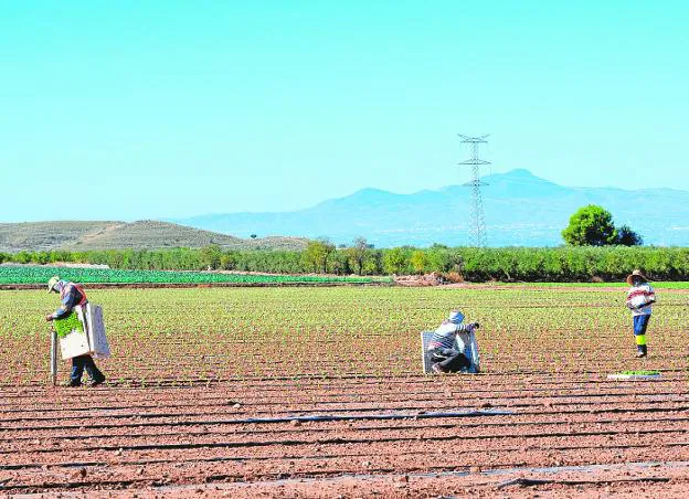 Lettuce plantation on a farm in Aguaderas, in an image from last October. 