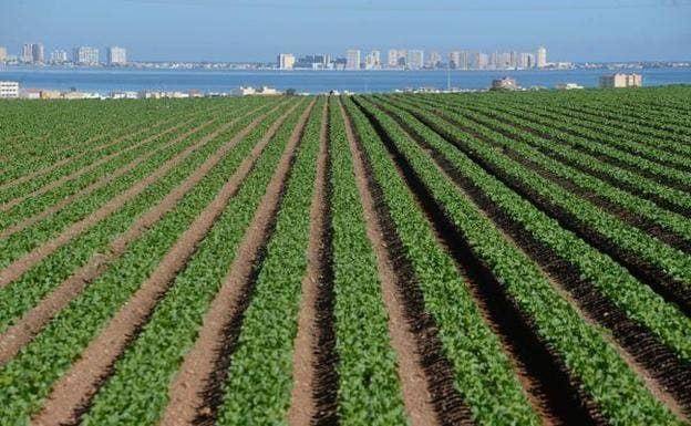 Stock image of crops in Cartagena.