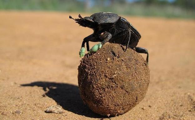 Specimen of dung beetle.
