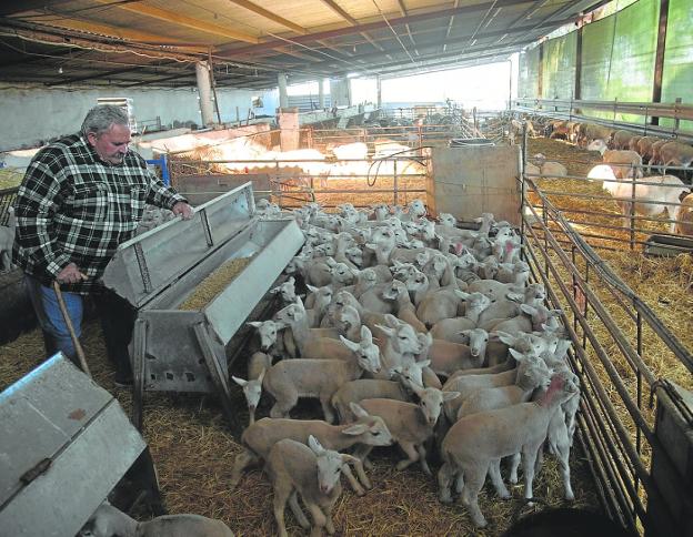 Vicente Carrión, yesterday, at his sheep farm in La Yerbera, in Pozo Estrecho. 