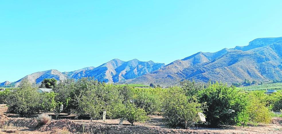 A wall of argan against the desert that threatens us