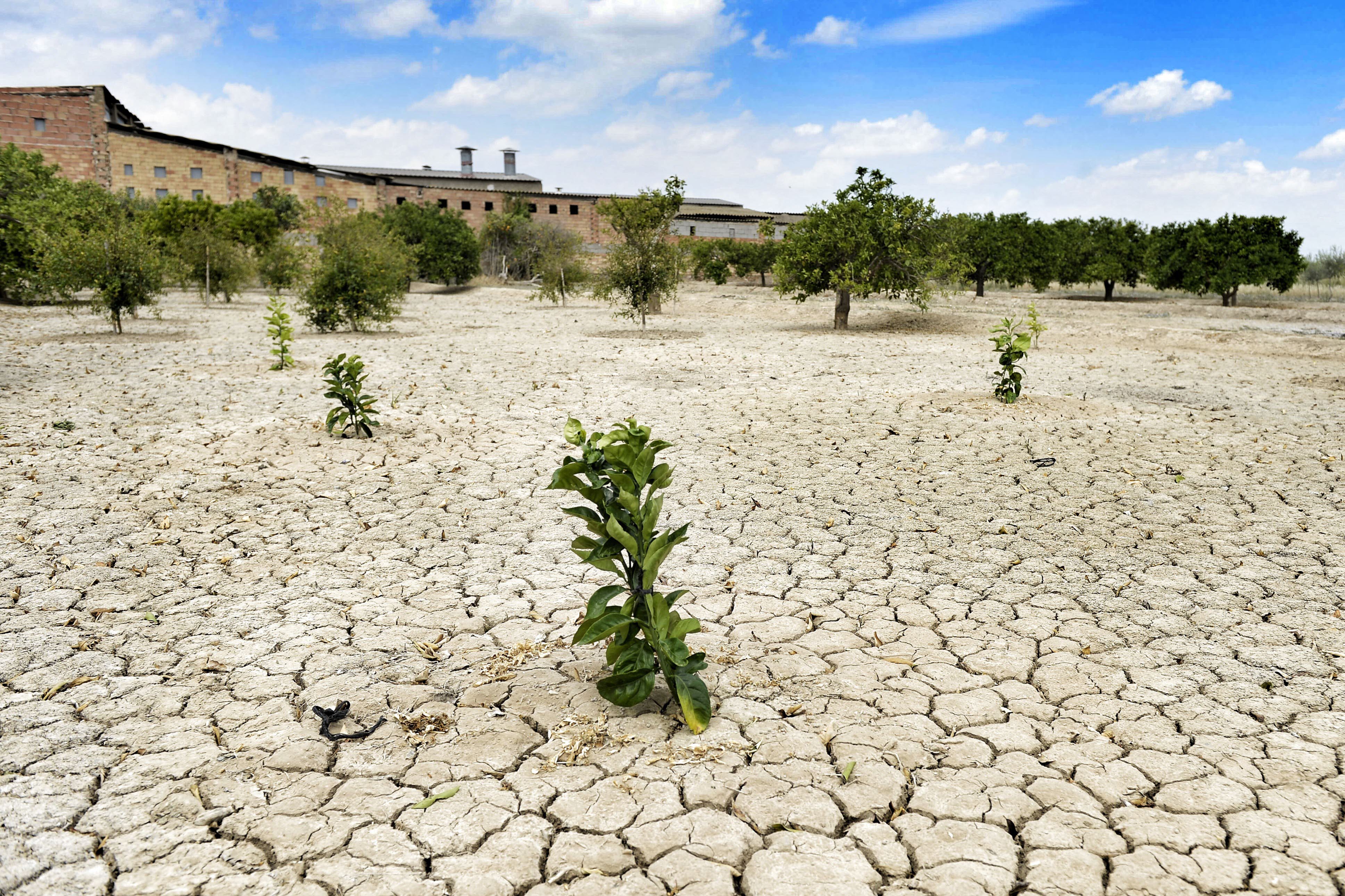 El Pp Niega La Necesidad De Un Decreto De Sequía Para Solicitar Ayudas